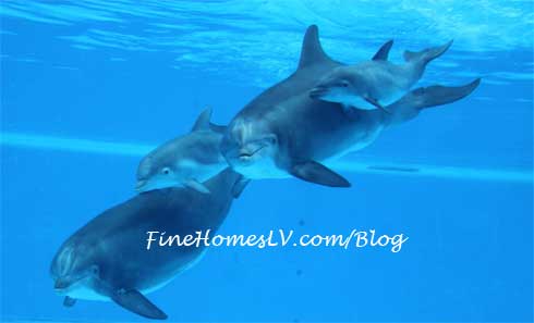 Duchess, K2, HufnPuf and Calf Dolphins