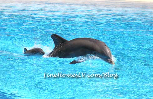 Huf n Puf and Male Calf Dolphins